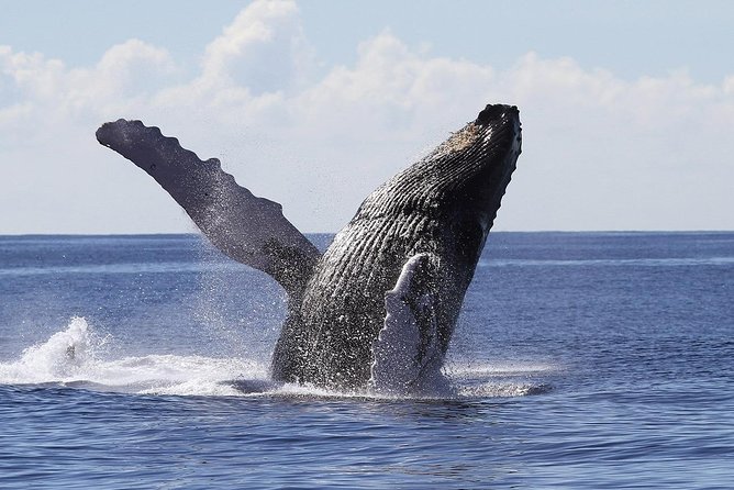 Samaná Whale Watching + Cayo Levantado (Bacardi Island). - Whale Watching in Samana Bay: What You’re Really Booking
