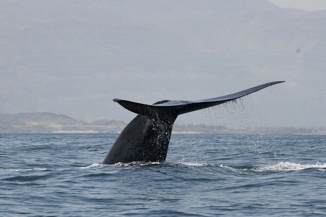 Samaná Whale Watching, waterfall & Cayo Levantado Adventure - Key highlights you’ll actually feel