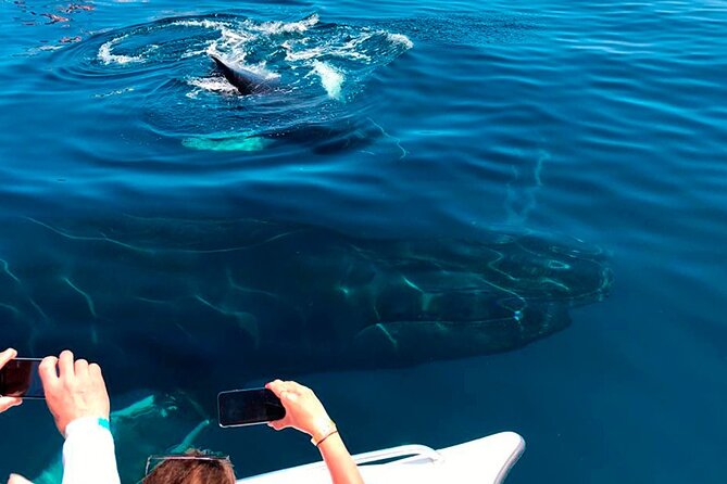 Samaná Whale Watching, waterfall & Cayo Levantado Adventure - Stop 3: Cayo Levantado beach time (swim, hammock, and a pina colada)