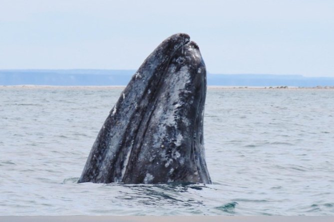 San Diego: 3 Hour Whale Watching Cruise - Weather, Seas, and Your Best Chance at Big Moments