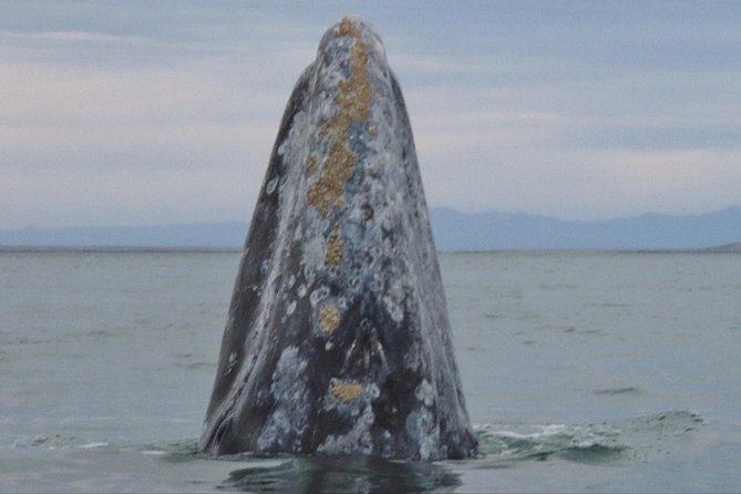 San Diego: 3 Hour Whale Watching Cruise - Who This Cruise Fits Best (and Who Should Rethink It)