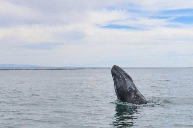 San Diego: 3 Hour Whale Watching Cruise - FAQ