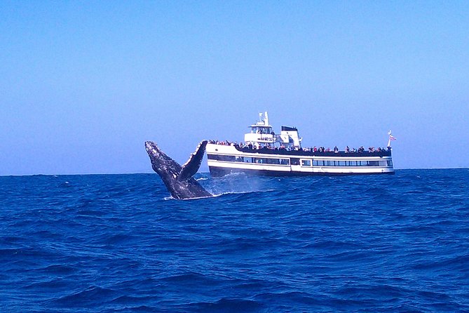San Diego Whale Watching Cruise - Key highlights worth planning around