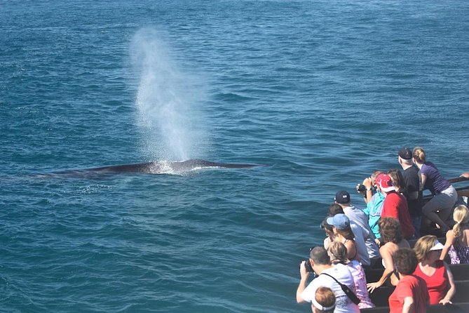 San Diego Whale Watching Cruise - Entering San Diego Harbor: where this cruise starts and why it matters