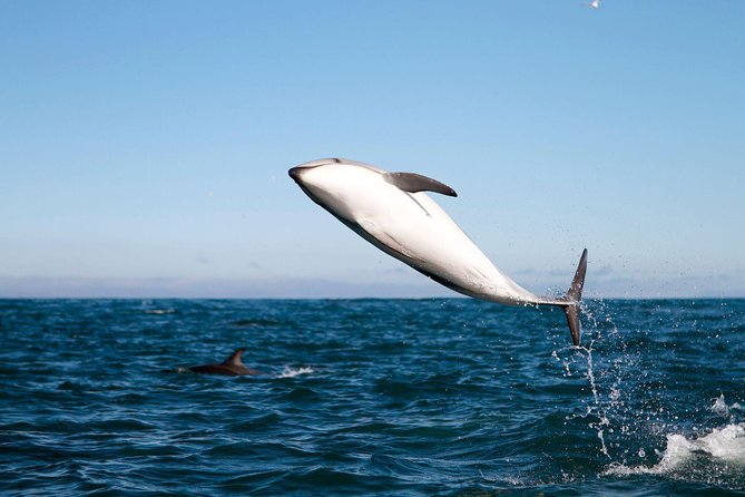 San Diego Whale Watching Cruise - Deck comfort: indoor/outdoor seating and what to wear