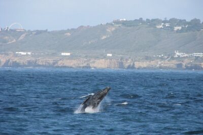 San Diego Whale Watching Cruise - Whale sighting guarantee and no-seasickness promise: what you’re really buying