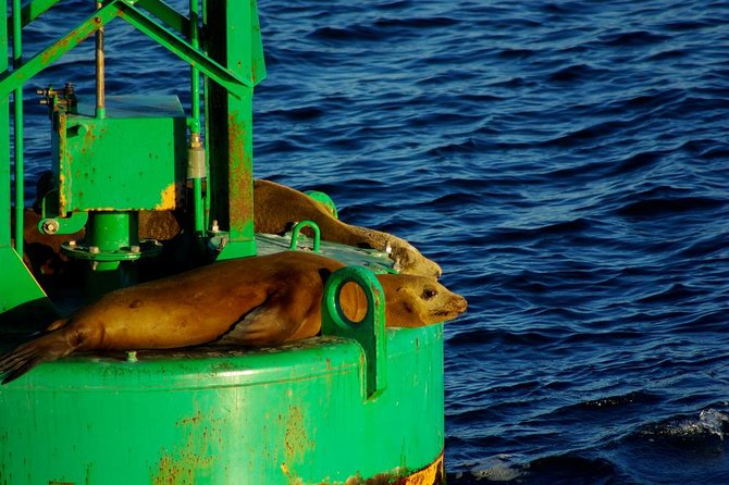 San Diego Whale Watching Cruise - The guide experience: facts that make wildlife spotting easier