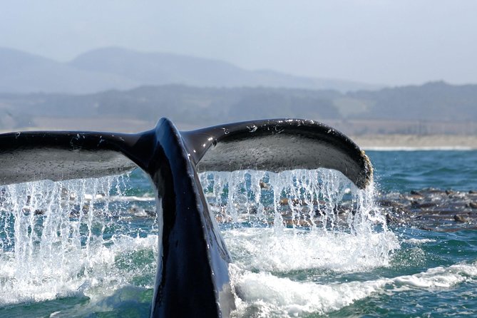San Diego Whale Watching Cruise - Wildlife beyond whales: dolphins, seals, and sea lions show up too