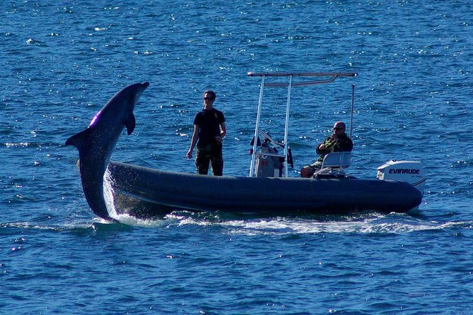 San Diego Whale Watching Cruise - Value check: is a $54 ticket worth your time?
