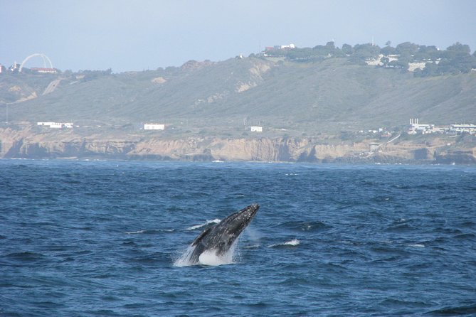 San Diego Whale Watching Cruise - Whale sighting guarantee and no-seasickness promise: what you’re really buying