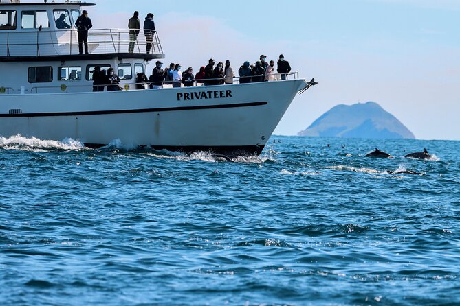 San Diego Whale Watching & Dolphin Cruise - Key Things I’d Prioritize