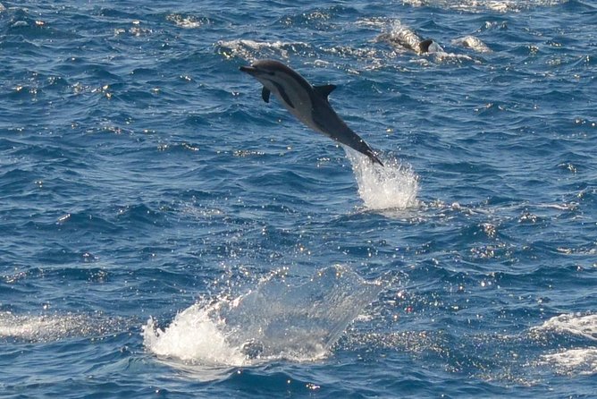 San Diego Whale Watching & Dolphin Cruise - Onboard Guides and Naturalists: The live narration experience