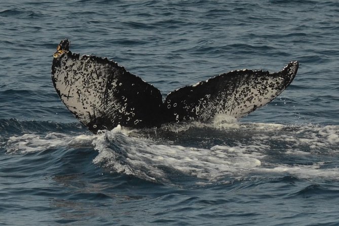 San Diego Whale Watching & Dolphin Cruise - The deck comfort checklist: Layers, binoculars, and food