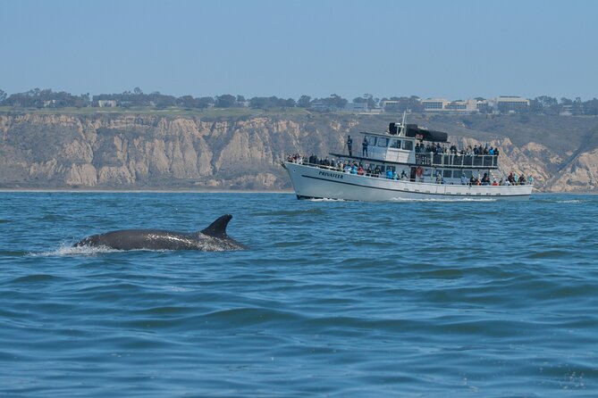 San Diego Whale Watching & Dolphin Cruise - Who should book this cruise, and who might not love it