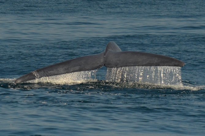 San Diego Whale Watching & Dolphin Cruise - Should You Book This San Diego Whale Watching Cruise?