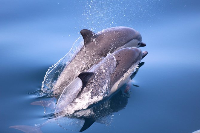 San Diego Whale Watching & Dolphin Cruise - What You Might See: Whales, dolphins, and the day-to-day reality