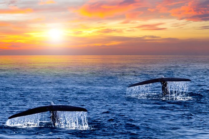 San Jose del Cabo Small-Group Sunrise Whale Watching - Key highlights worth waking up for