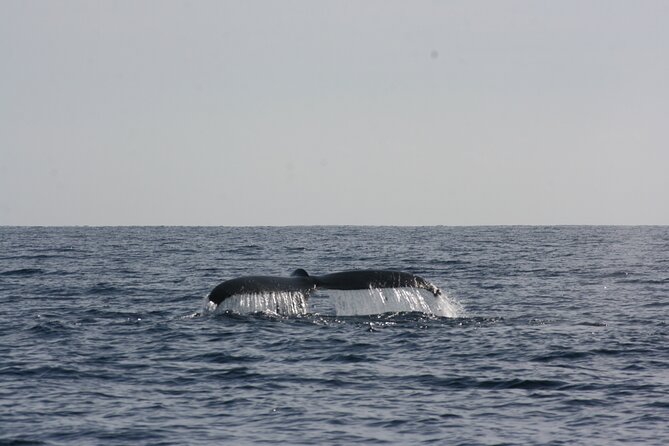 San Jose del Cabo Small-Group Sunrise Whale Watching - What your 2-hour itinerary feels like on the water