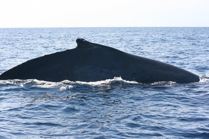 San Jose del Cabo Small-Group Sunrise Whale Watching - Should you book San Jose del Cabo small-group sunrise whale watching?