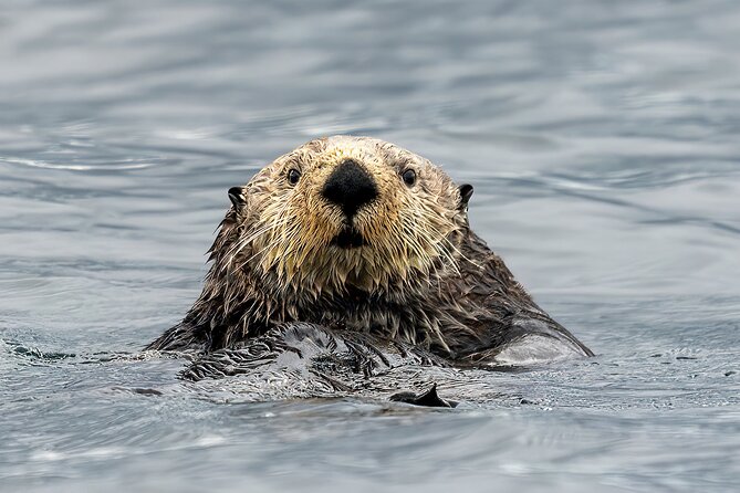 Sea Otter and Whale Watching Tour on Northern Vancouver Island - Quick hits you’ll care about