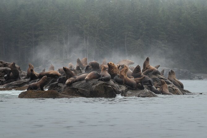 Sea Otter and Whale Watching Tour on Northern Vancouver Island - Northern Vancouver Island wildlife waters: what you’re actually looking for
