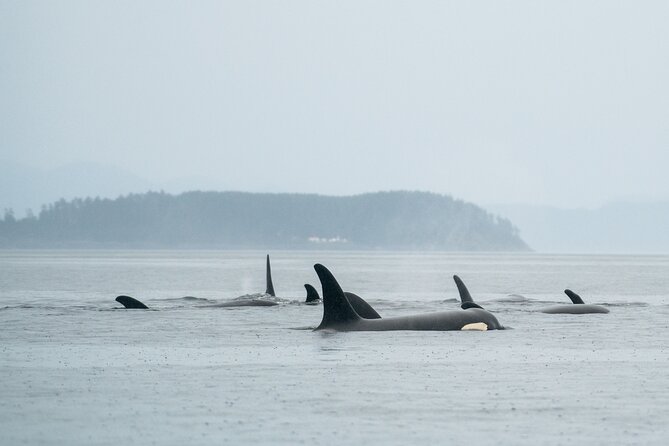 Sea Otter and Whale Watching Tour on Northern Vancouver Island - Gods Pocket Marine Provincial Park: the shorter stop with a big job