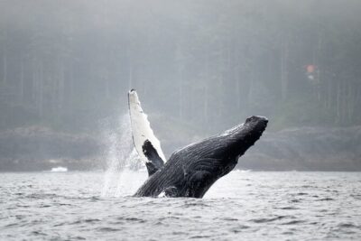 Sea Otter and Whale Watching Tour on Northern Vancouver Island - Rigid inflatable boat + flotation suits: comfort and viewing quality