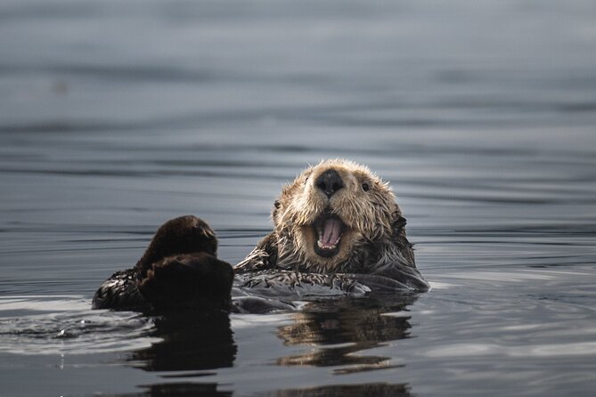 Sea Otter and Whale Watching Tour on Northern Vancouver Island - Queen Charlotte Strait: where the real spotting time happens