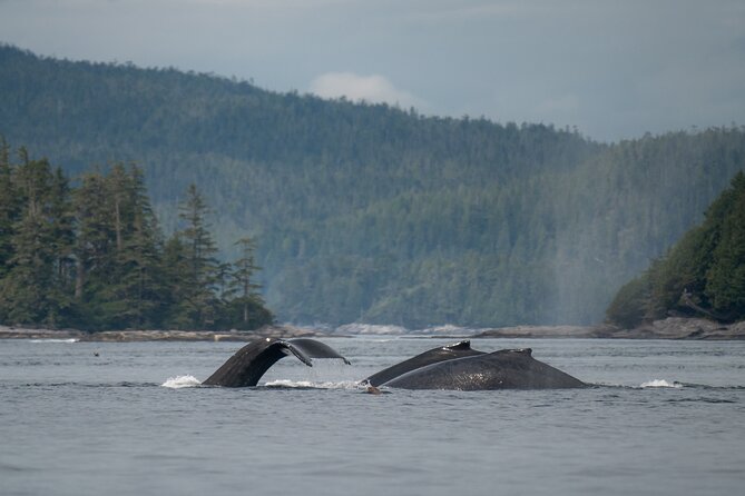 Sea Otter and Whale Watching Tour on Northern Vancouver Island - Price and value: is $283.89 a fair deal?