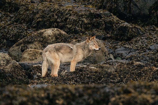 Sea Otter and Whale Watching Tour on Northern Vancouver Island - Who should book this tour from Coastal Rainforest Safaris?