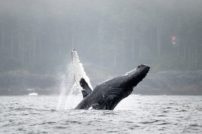 Sea Otter and Whale Watching Tour on Northern Vancouver Island - Rigid inflatable boat + flotation suits: comfort and viewing quality