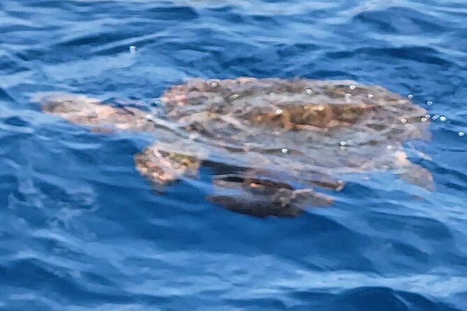 SEA SAFARI Dolphins, Whales, 3h speedboat DISCOVERY-TOUR - Practical tips to get the most from your 3 hours