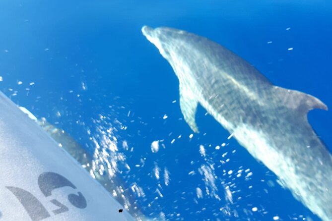 SEA SAFARI Dolphins, Whales, 3h speedboat DISCOVERY-TOUR - Snorkeling time in the swim-and-snorkel portion