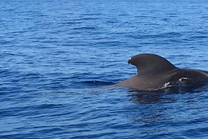 SEA SAFARI, Dolphins, Whales, snorkeling, snack and drink, 2 h speedboat - Whales, dolphins, and a captain who looks actively