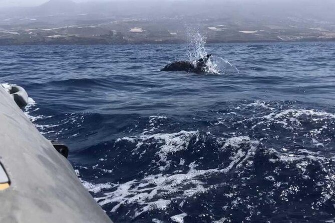 SEA SAFARI Dolphins,Whales, snorkeling, snack, drink, 3h private - Snorkeling gear included: getting in without the hassle