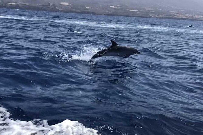 SEA SAFARI Dolphins,Whales, snorkeling, snack, drink, 3h private - Food and soft drinks onboard: quick fuel that actually helps