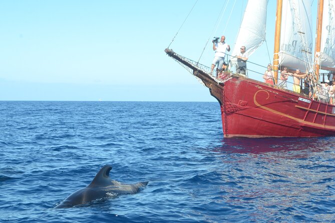 Sealife Dolphin & Whale Watching aboard Portuguese schooner - Why a Portuguese Schooner Makes This Feel Different