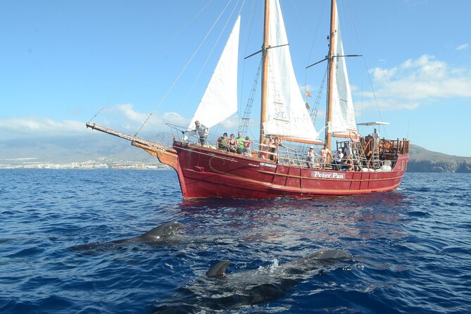 Sealife Dolphin & Whale Watching aboard Portuguese schooner - Searching for Pilot Whales and Dolphins: How the Sea Time Works