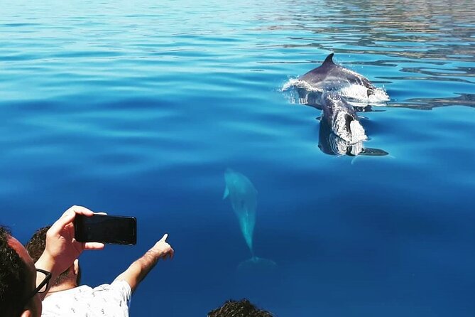 Sesimbra: Arrábida Dolphin and Whale Watching tour with biologist - Arrábida Marine Park: what makes this dolphin-and-whale trip special