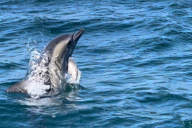 Sesimbra: Arrábida Dolphin and Whale Watching tour with biologist - Price and value: what $66.42 buys in your day