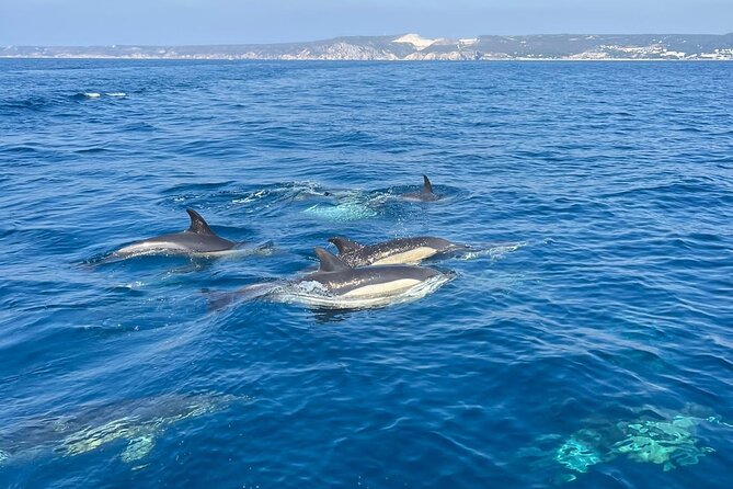Sesimbra: Arrábida Dolphin and Whale Watching tour with biologist - Who this tour suits best (and who should consider another option)