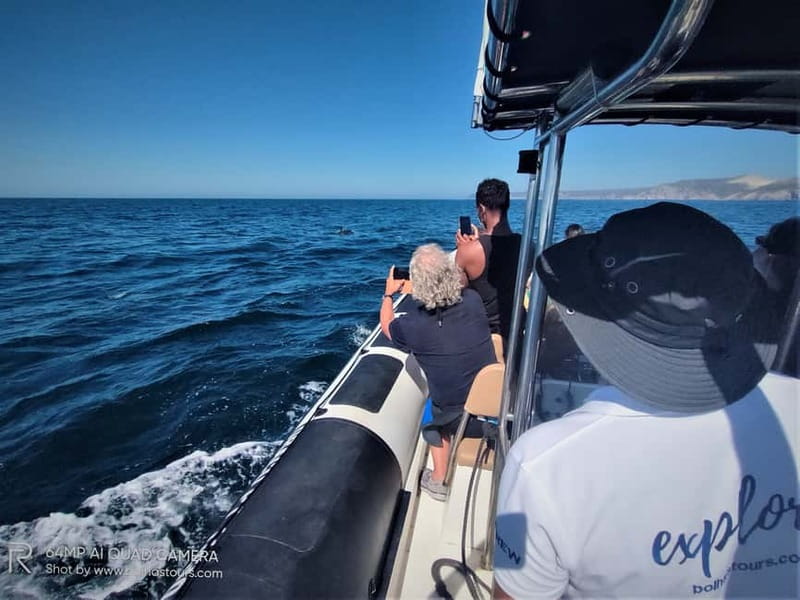 Sesimbra: Dolphin and Whales Watching with Biologist Guide - The science part: how the biologist guide changes what you notice
