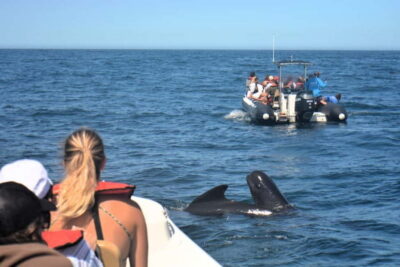 Sesimbra: Dolphin and Whales Watching with Biologist Guide - Meeting Bolhas Tours in Sesimbra: what the start feels like