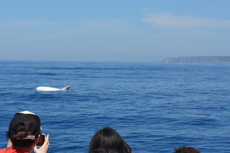 Sesimbra: Dolphin and Whales Watching with Biologist Guide - What you might see: dolphins, orcas, and whales by season