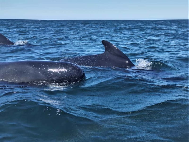 Sesimbra: Dolphin and Whales Watching with Biologist Guide - Cruise time around Arrábida: the view is nice, but the rules matter
