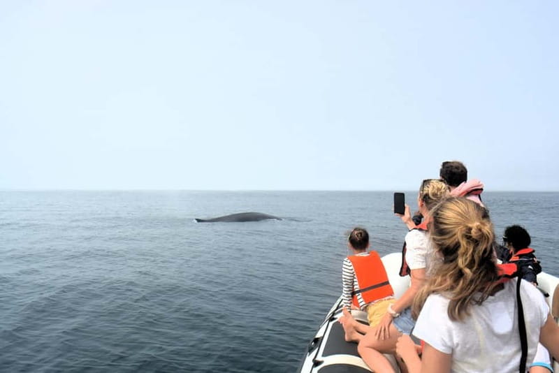 Sesimbra: Dolphin and Whales Watching with Biologist Guide - The secret bay snorkel stop at Professor Luís Saldanha Maritime Park