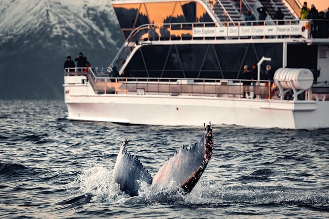 Silent Whale Watching by Hybrid-Electric Boat from Tromsø - Quick hits before you go