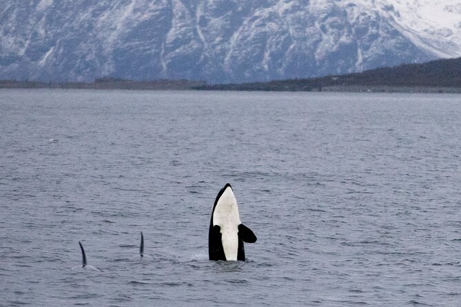 Silent Whale Watching by Hybrid-Electric Boat from Tromsø - Kvaenangen Municipality whale search: how the 1–2 hours really works