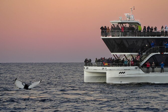 Silent Whale Watching by Hybrid-Electric Boat from Tromsø - Humpbacks, orcas, and fin whales: what you might see