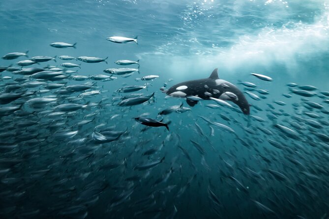 Silent Whale Watching by Hybrid-Electric Boat from Tromsø - Comfort, crowd size, and where to sit for the best views